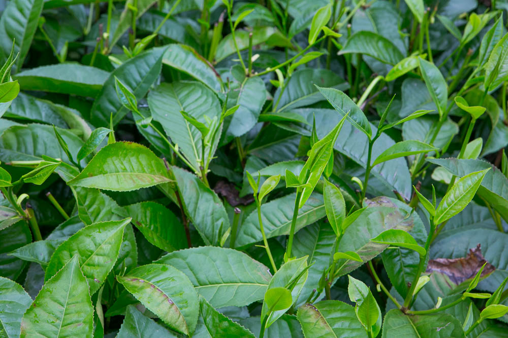 Journeys to Asia: Tea Plantations of Sri Lanka