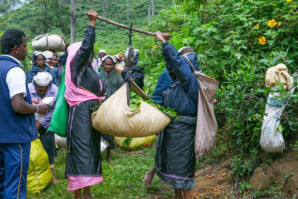 Journeys to Asia: Tea Plantations of Sri Lanka