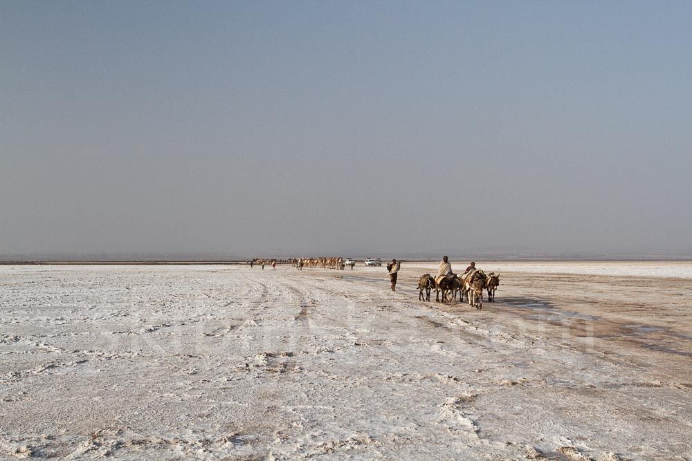 Ethiopia: Salt Caravans