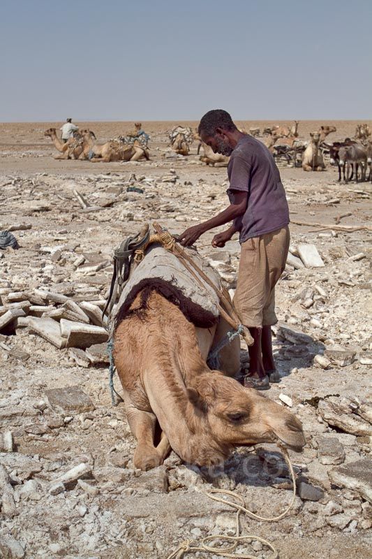 Ethiopia: Salt Caravans