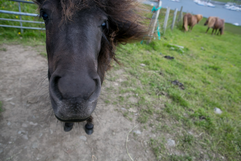 Europe and beyond: Shetland islands