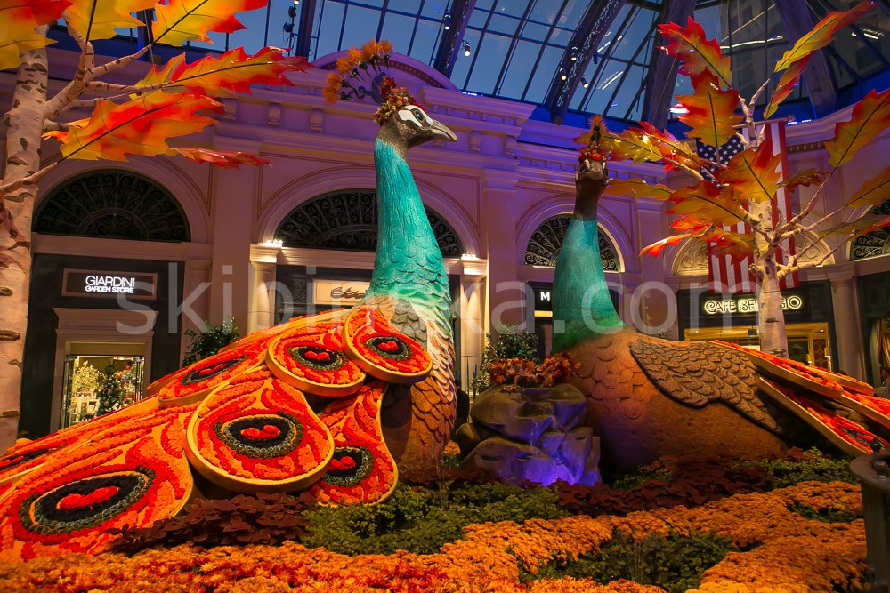 United States: Vegas!