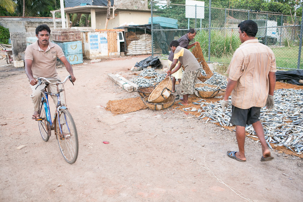 Journeys to Asia: Fishing in Negombo
