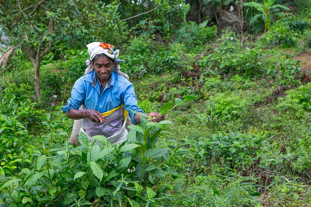 Journeys to Asia: Tea Plantations of Sri Lanka