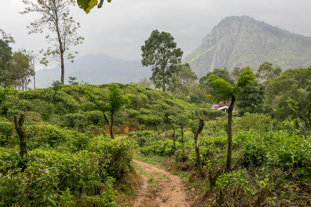 Journeys to Asia: Tea Plantations of Sri Lanka