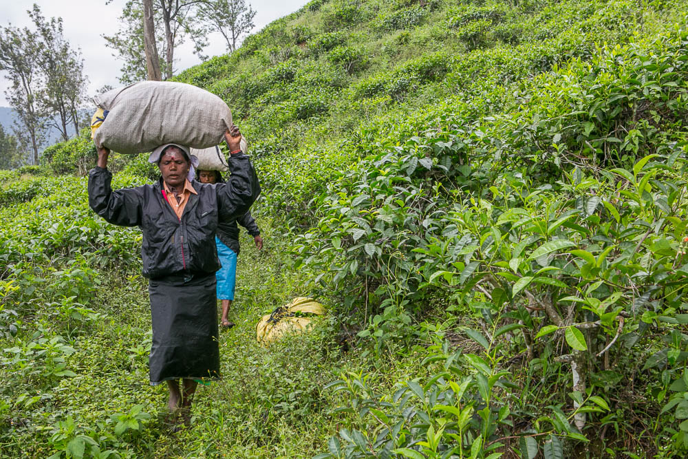 Journeys to Asia: Tea Plantations of Sri Lanka
