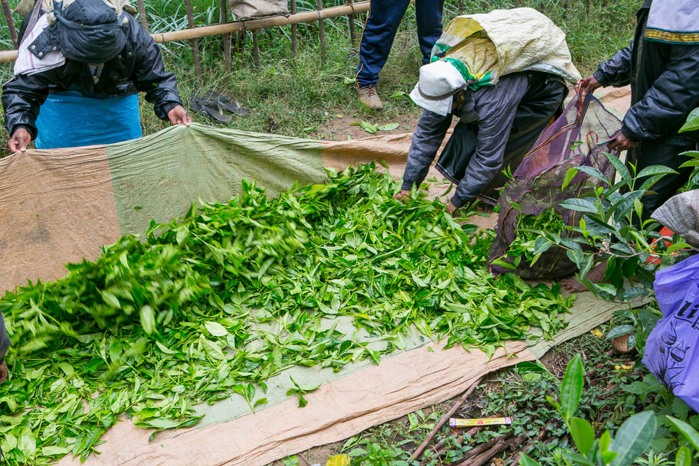 Journeys to Asia: Tea Plantations of Sri Lanka