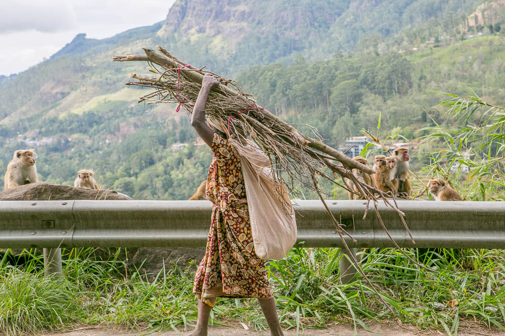 Journeys to Asia: Sri Lanka Highlands