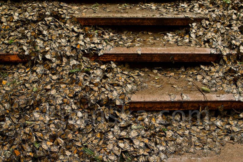 Latin America: Mexico